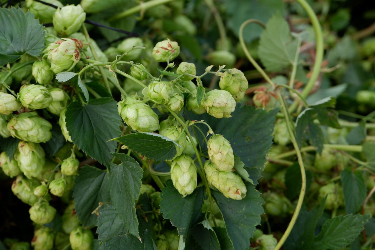 We're excited for the cask launch of Walthamstow Beer Green Hopped Pale Ale @roseandcrownpub this evening! 

<a href="/WalthamstowBeer/">WalthamstowBeer</a> was made using the hops grown in the gardens &amp; allotments of local residents - with this year seeing more hops &amp; growers than ever before! 

#CaskAleWeek