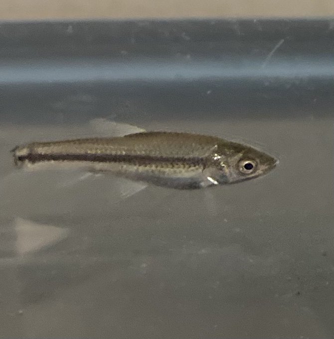 モツゴのtwitterイラスト検索結果