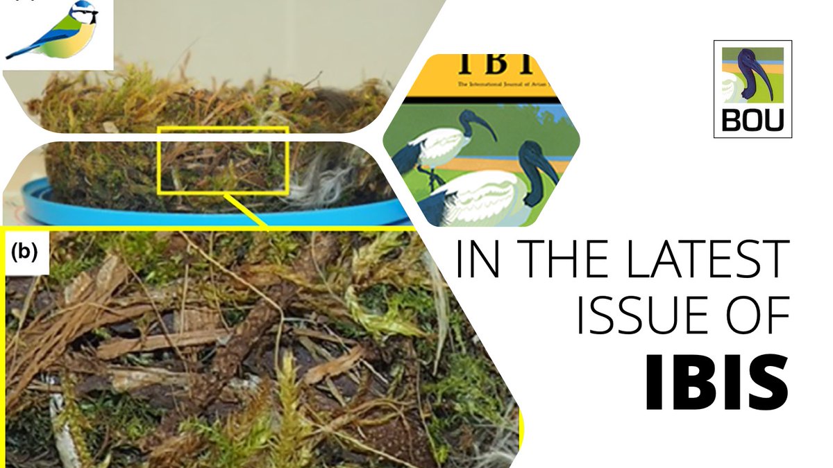 IN THE LATEST ISSUE OF <a href="/IBIS_journal/">BOU 👩🏻‍🏫👨🏿‍🏫🧕🏽👳🏽‍♂️ 🌈</a>

A non-destructive approach to collect nest material data using photographs
onlinelibrary.wiley.com/doi/full/10.11…

<a href="/ShokoSugasawa/">Dr Shoko Sugasawa 菅澤承子</a> <a href="/scedwards19/">Sophie Edwards</a> <a href="/rowan_stanforth/">Rowan Stanforth</a> Emily Bruton, Mike Hansell, Maggie Reilly, Susan D Healy | #ornithology