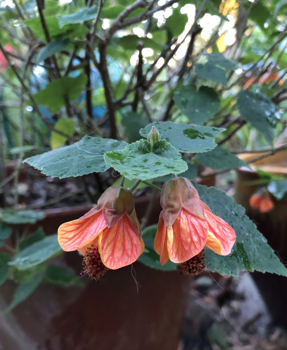 #FlowerHunting #flowers #autumn #gardening Since it has cooled down at night some my #Abutilon hot lava has started blooming again🧡