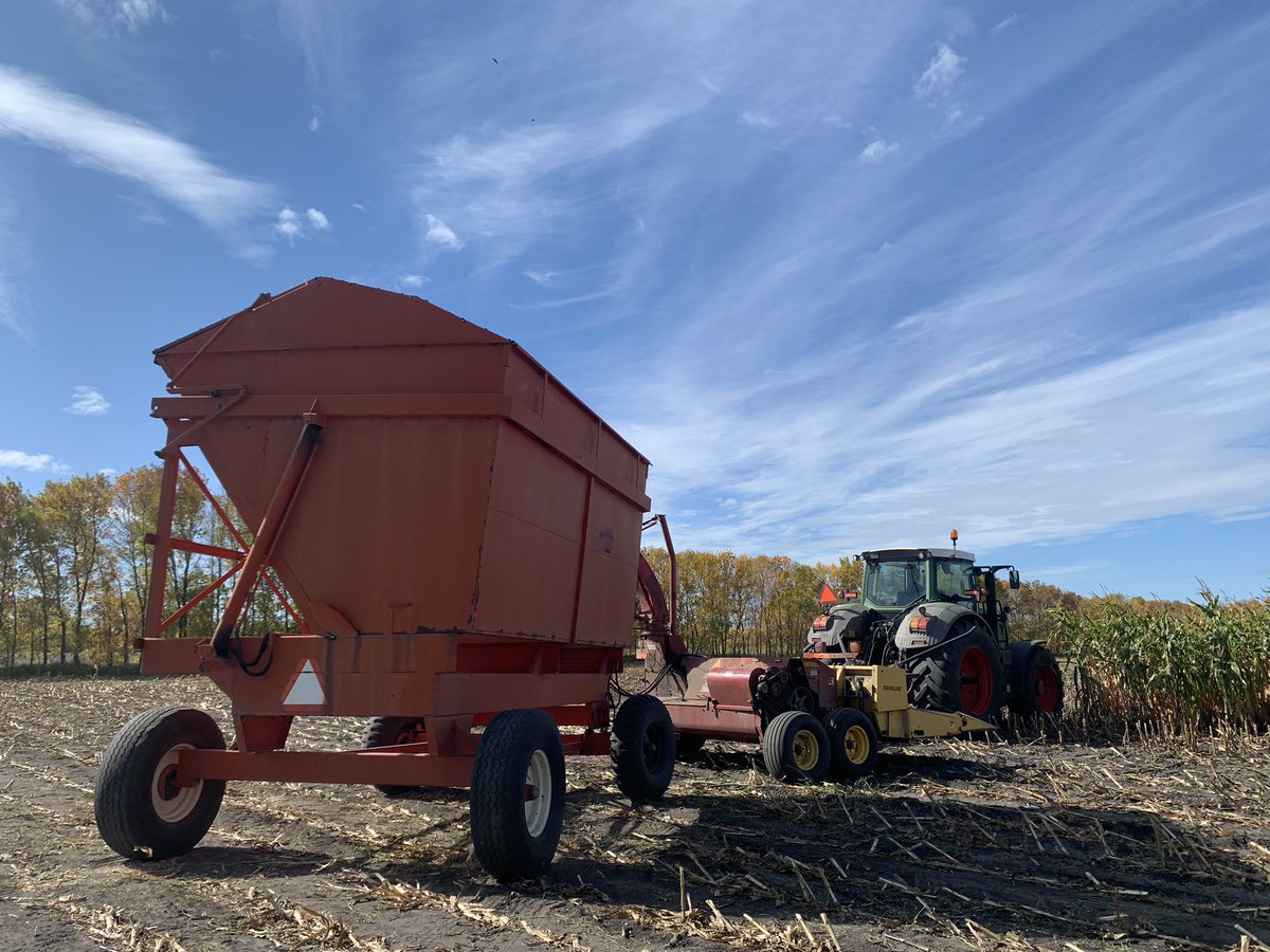 MarcHutletSeeds's tweet photo. A few generations participated in this #YieldHero weigh for silage corn! Thank you Signer Dairy and family for the trial. 
This NEW 82-day dual purpose is a winner. 
🤩🐄
#YieldHero21 #silagecorn #mbdairy
@PioneerSeedsCA https://t.co/uEIJQqgQDr