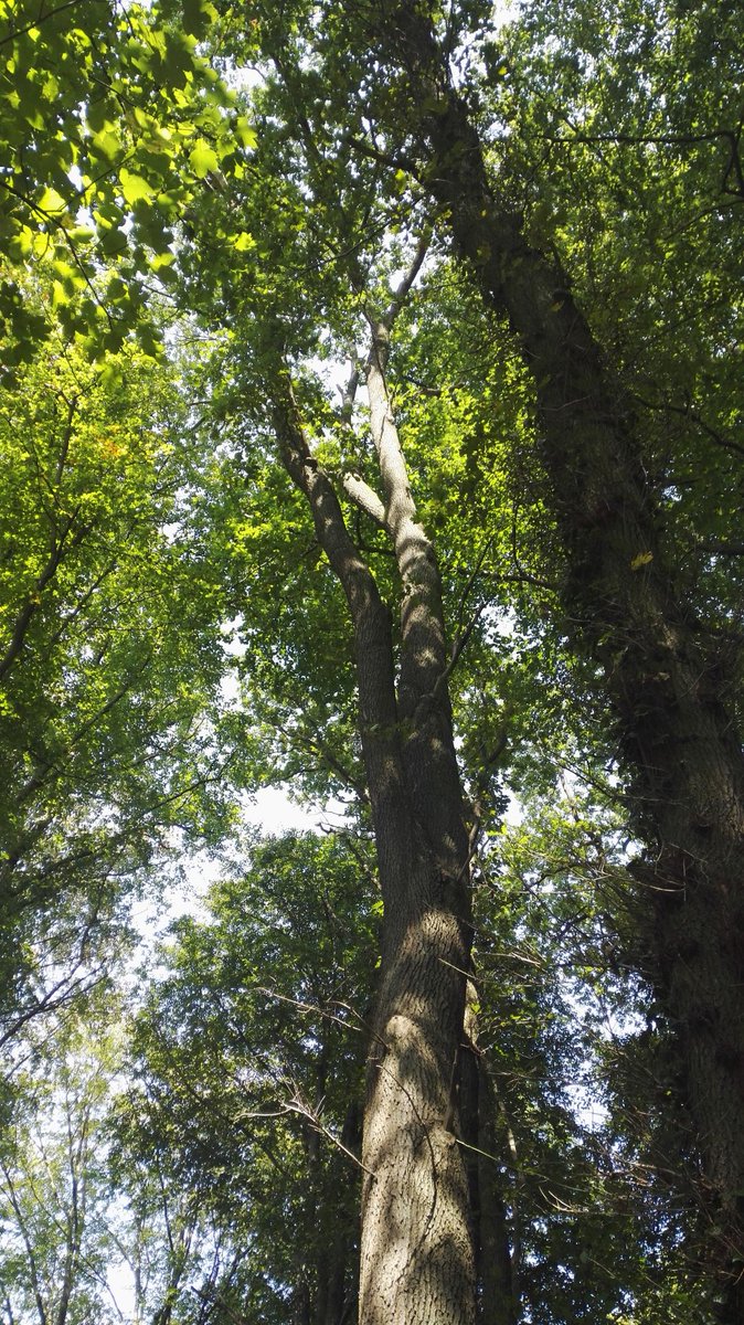 e2shareDe's tweet photo. Wald hat mehrere wichtige Funktionen wie Wasserspeicher und –schutz, Erosionsschutz sowie Ressourcenfunktion.
Wir erhalten Wald in Deutschland - https://t.co/UIn4RYUbRh.
#e2share #waldretten #klimaschutz #naturschutz #jederbaumzählt #eachtreematters https://t.co/xw44PC2i2l
