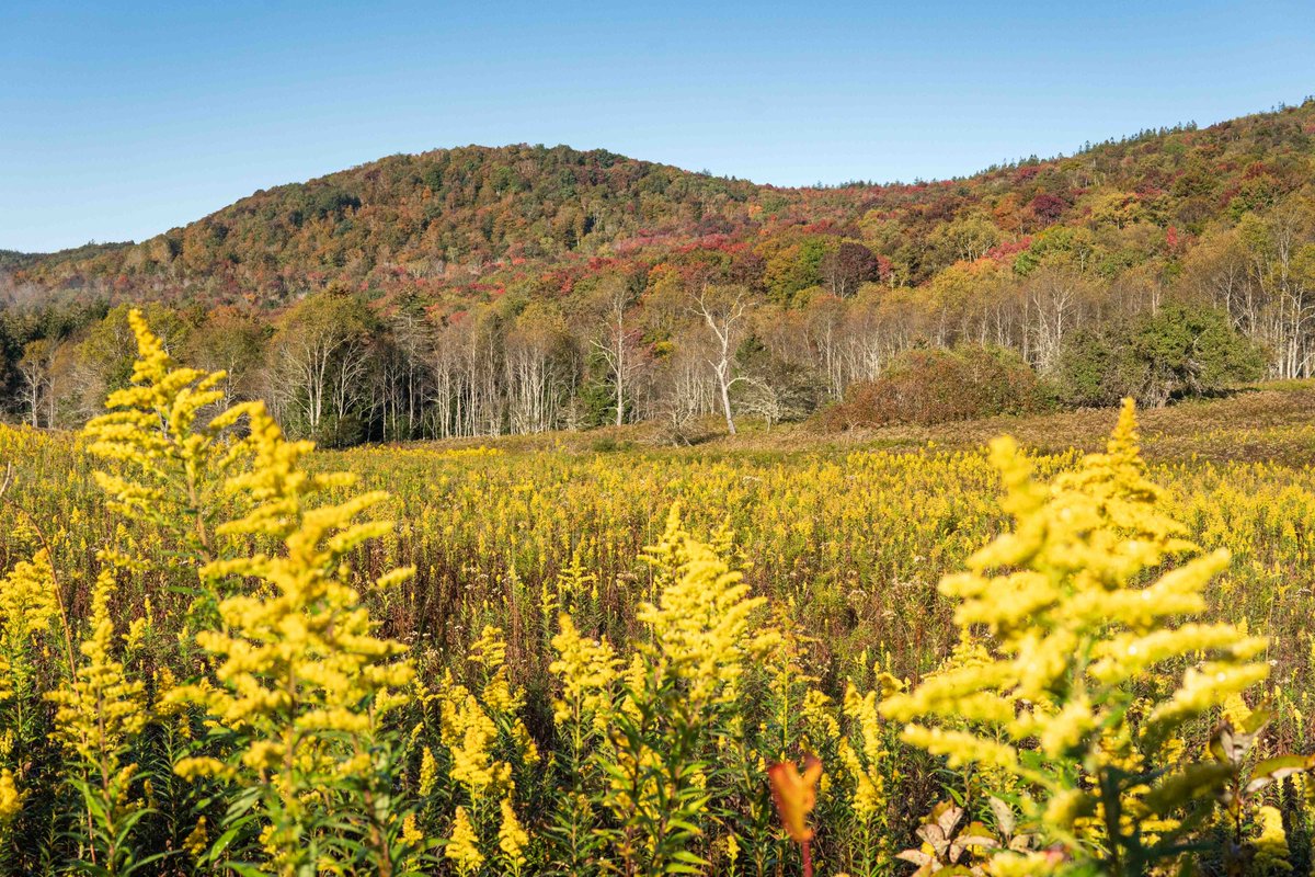 TuckerCounty_WV (@tuckercounty_wv) on Twitter photo After this mornings drive through Canaan Valley, we can confidently give a forecast for peak #fall2021 color. @WHSVaubs
This weekend will be pretty but the second and third weekends of October will be prime time for fall foliage viewing. <a href="/dougkammerer/">Doug Kammerer</a>
📸 9/30/21
#gettuckered After this mornings drive through Canaan Valley, we can confidently give a forecast for peak #fall2021 color. @WHSVaubs
This weekend will be pretty but the second and third weekends of October will be prime time for fall foliage viewing. <a href="/dougkammerer/">Doug Kammerer</a>
📸 9/30/21
#gettuckered