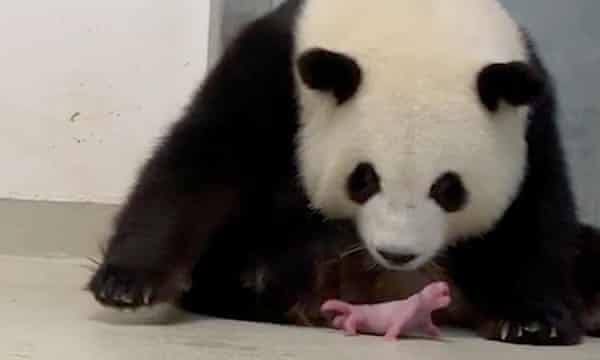 tyglansr_'s tweet photo. ▶️Mnyama aina ya “Panda” wanaopatikana kwenye bara la Asia (China) pindi wanapozaliwa wanakuwa na umbo dogo zaidi kuliko panya hawa tunaoishi nao majumbani mwetu 😁.
#vitukuntu
Credits: @king_kibanji 
📸👇🏽 https://t.co/6uZQddA3PZ