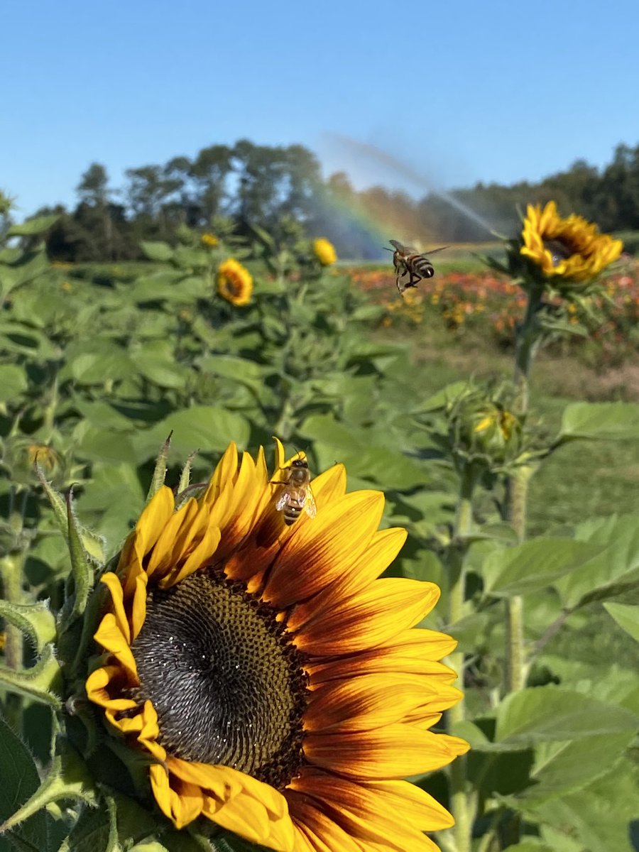 Happy Thoughts. 

#sunflower #sunflowers #hollandridgefarms @hollandridge