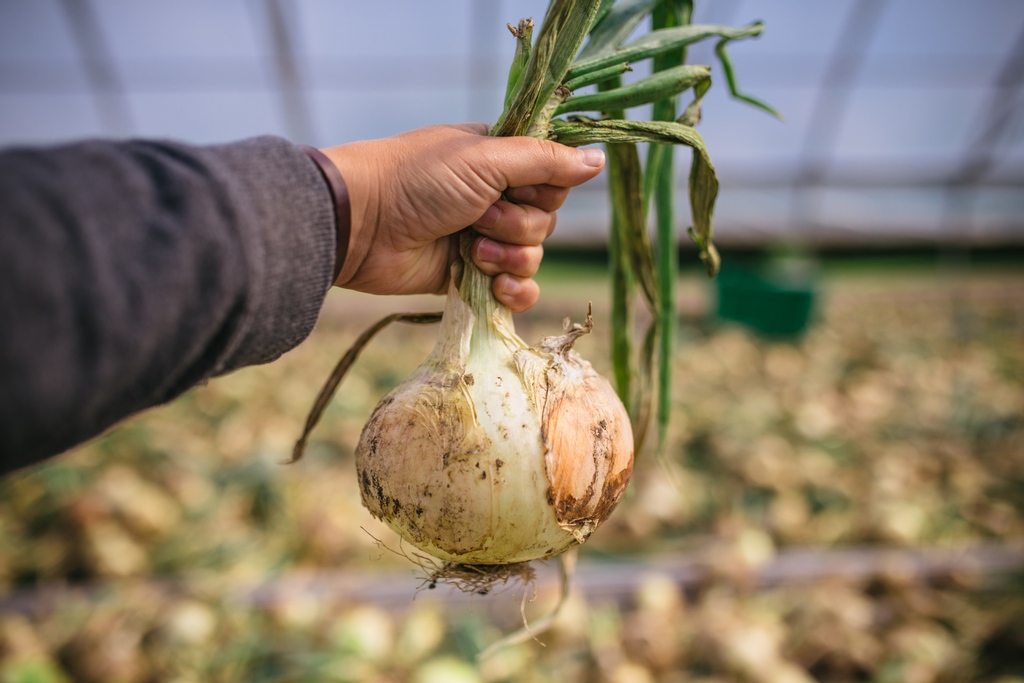 It's CSA day! If you're a biweekly subscriber, this is your LAST pickup day. Full-season subscribers, you've got two more to enjoy fresh veggies. 

Consider signing up to our Late Season CSA. We'll keep you in local, delicious veggies until December!

riverbendcsa.ca