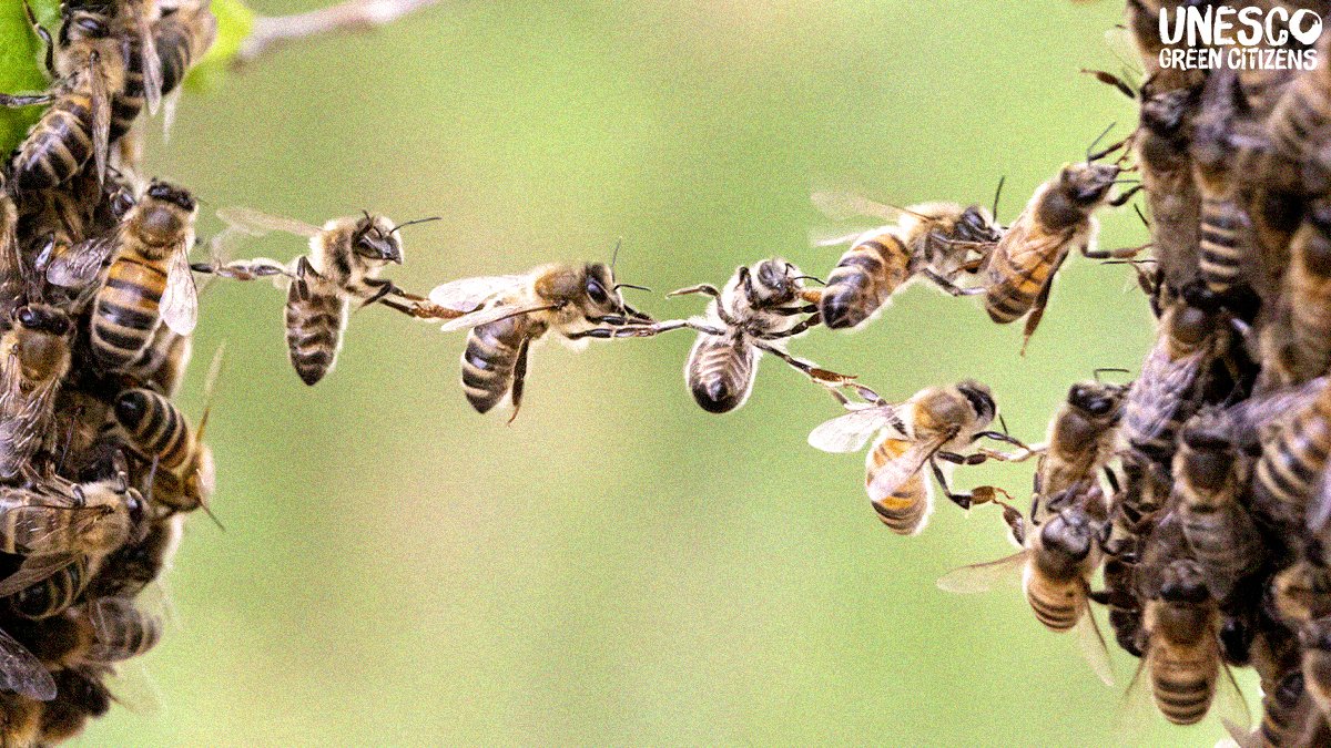 UNESCO ๐๏ธ #Education #Sciences #Culture ๐บ๐ณ (@unesco) on Twitter photo Without bees: there are no plants, no life.
Otis Jeffers understood this and decided to take action to preserve biodiversity. Help him create buzz around his beekeeping project, <a href="/ProduceDelight/">Produce Delight</a> and discover it on the #UnescoGreenCitizens website
unescogreencitizens.org/projects/bee-tโฆ ๐ Without bees: there are no plants, no life.
Otis Jeffers understood this and decided to take action to preserve biodiversity. Help him create buzz around his beekeeping project, <a href="/ProduceDelight/">Produce Delight</a> and discover it on the #UnescoGreenCitizens website
unescogreencitizens.org/projects/bee-tโฆ ๐