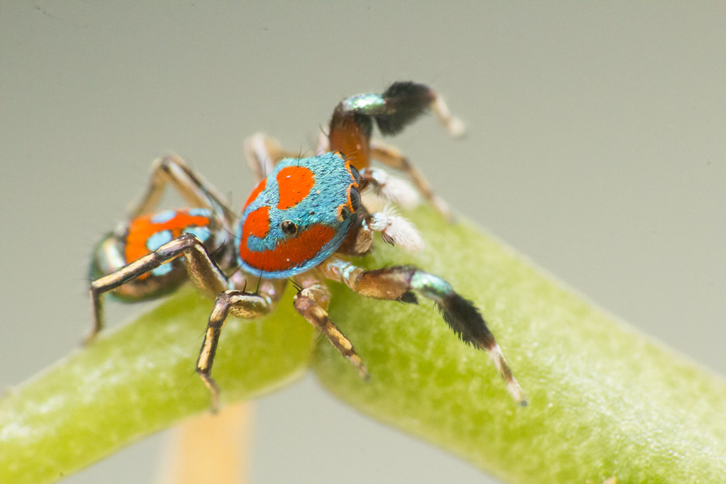 Behavioral Ecology tweet media