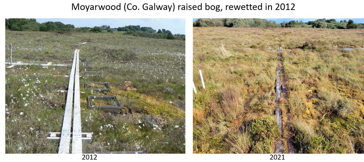 Flo Renou-Wilson 🔕 (@flo_renouwilson) on Twitter photo The Rise of the Bog!
9 years since drain blocking.
If you want to know more, tune in to listen to @peatyGHG at the <a href="/PeatlandsG/">Peatlands Gathering</a> next week!
#PeatTwittter
#Mossesarebackonthemenu
<a href="/noonan_malcolm/">Malcolm Noonan</a>
<a href="/pippa_hackett/">Pippa Hackett</a> The Rise of the Bog!
9 years since drain blocking.
If you want to know more, tune in to listen to @peatyGHG at the <a href="/PeatlandsG/">Peatlands Gathering</a> next week!
#PeatTwittter
#Mossesarebackonthemenu
<a href="/noonan_malcolm/">Malcolm Noonan</a>
<a href="/pippa_hackett/">Pippa Hackett</a>