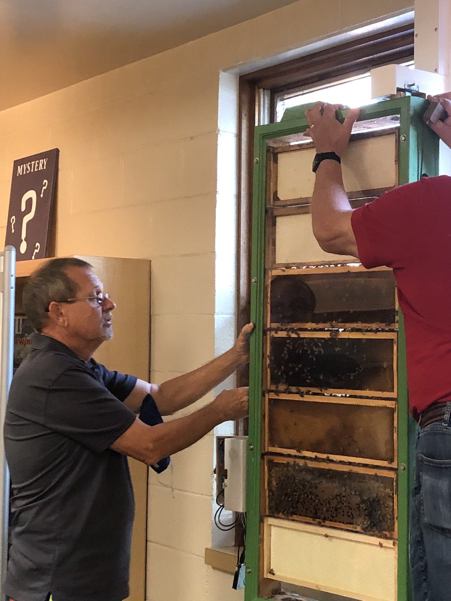 KrissKirkindoll's tweet photo. The bees are back in the library! @DfesLibrary @fox_cubs https://t.co/vSUzj4Uvnv