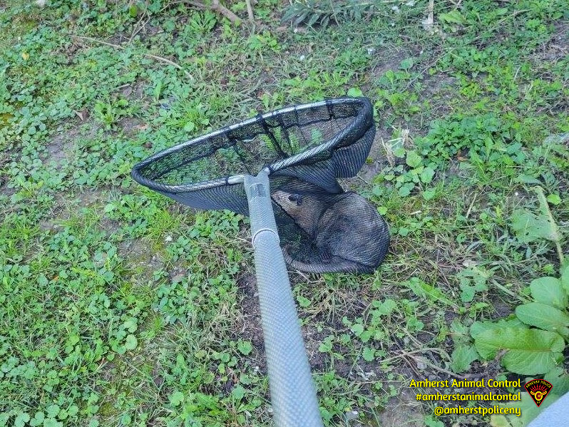 amherstpoliceny's tweet photo. [AMHERST POLICE, NY -- Animal Control Officer Griffin responded to a house where an opossum was stuck in a window well.  The little guy was lifted out and set free.

#AmherstAnimalControl https://t.co/XIdFS0EjmK