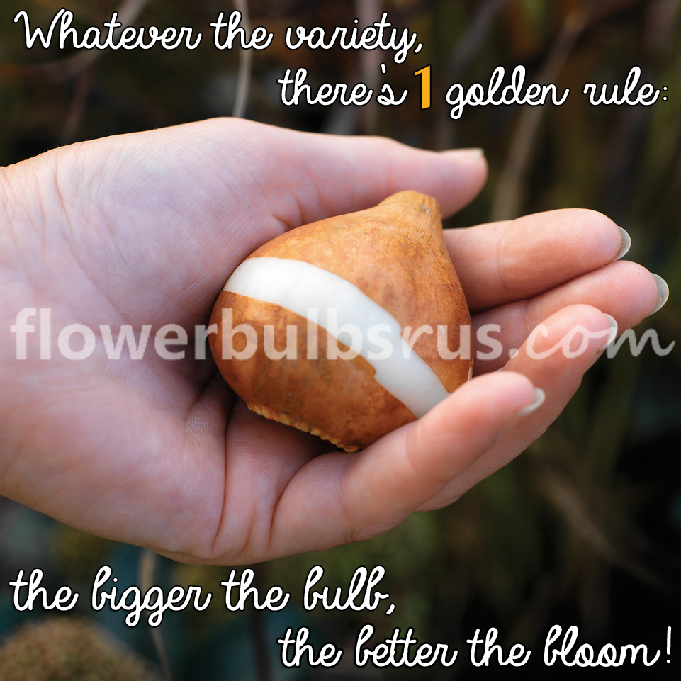 ✨Here at flowerbulbsrus.com
, we only carry top-size, top-quality flower bulbs✨
Our selection is limited! So get your orders in soon!
👉flowerbulbsrus.com/shop
#flowers #garden #canada #plants #tulips #bulbs #gardening #ontario