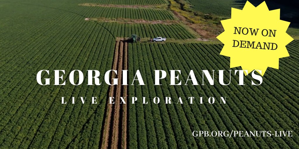 GPBEducation's tweet photo. Our #PeanutsLive program is now available on demand! Watch it at https://t.co/VLeMgyYjV8. 🥜 https://t.co/y4n2MB0gct