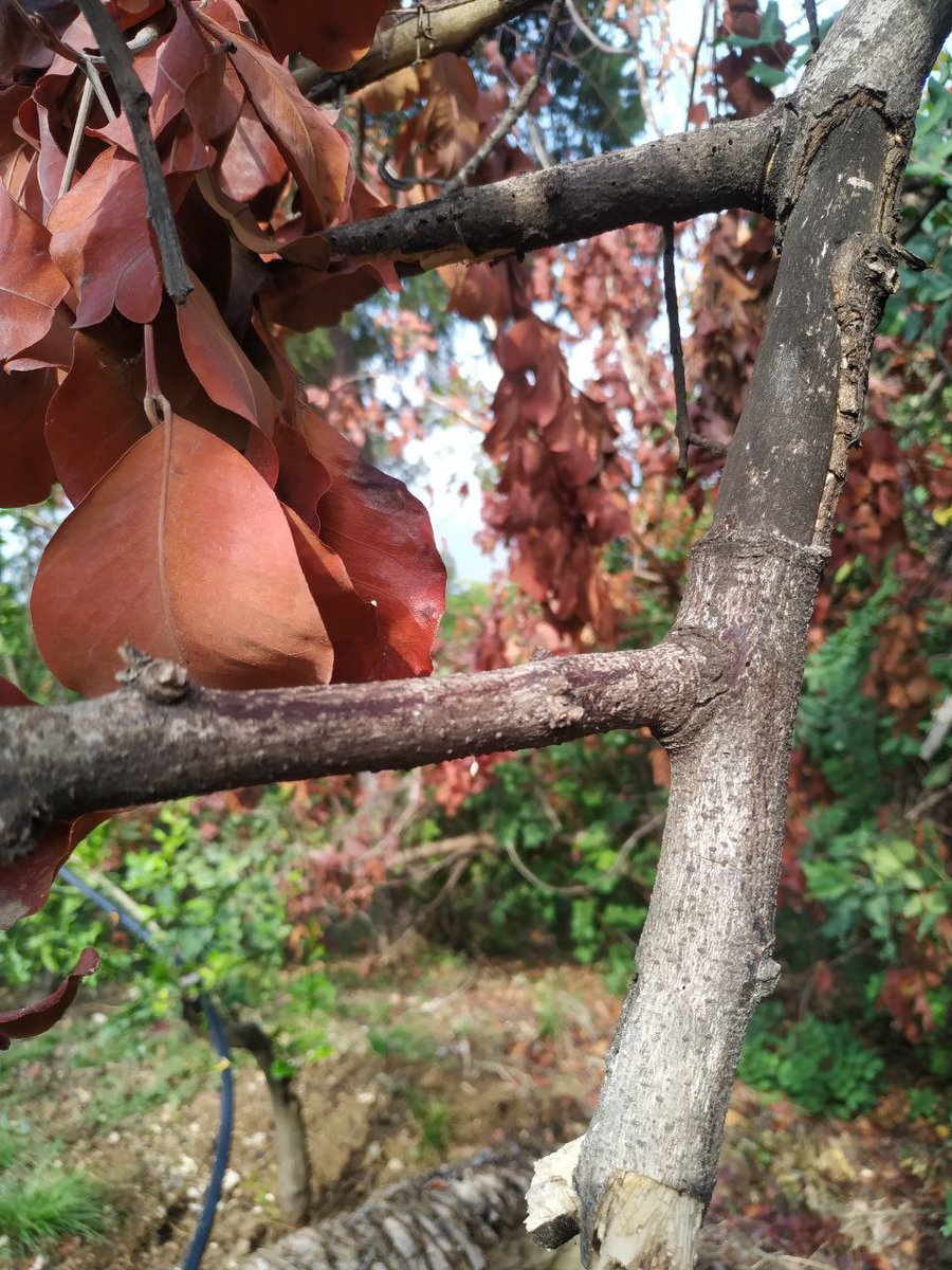 LifeSamfix's tweet image. We made an inspection in the Parco Regionale dei Monti Ausoni e Lago di Fondi to check some plants showing some problems. Most likely they were attacked by #Xylosandrus. We will verify in these days. 

@ParchiLazio @Parco_Circeo @LIFEprogramme #life #samfix #lazio #montiausoni
