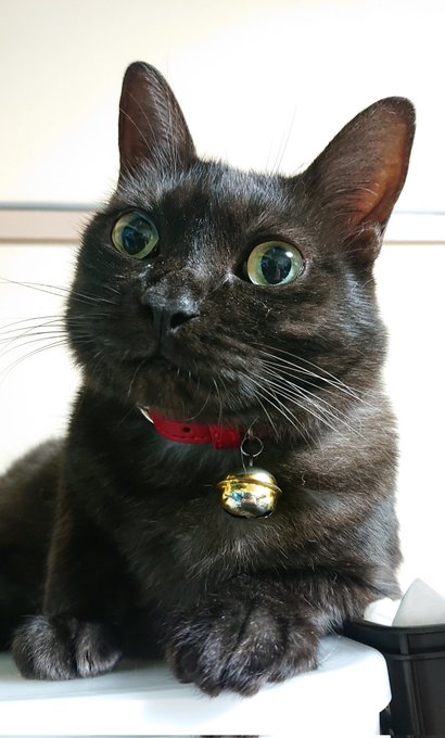 抱っこ 高画質 のtwitterイラスト検索結果 古い順 抱っこ 高画質 のtwitterイラスト検索結果 古い順