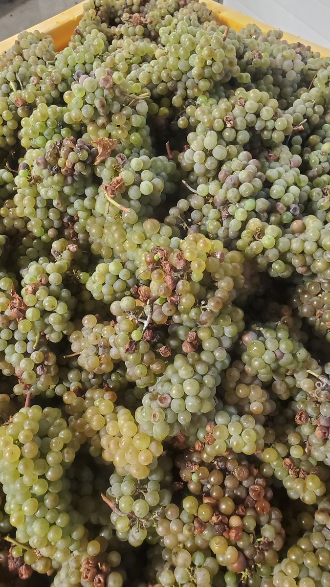 Last of the harvest!  Norton and Cabernet Dore!  Ready to crush it!