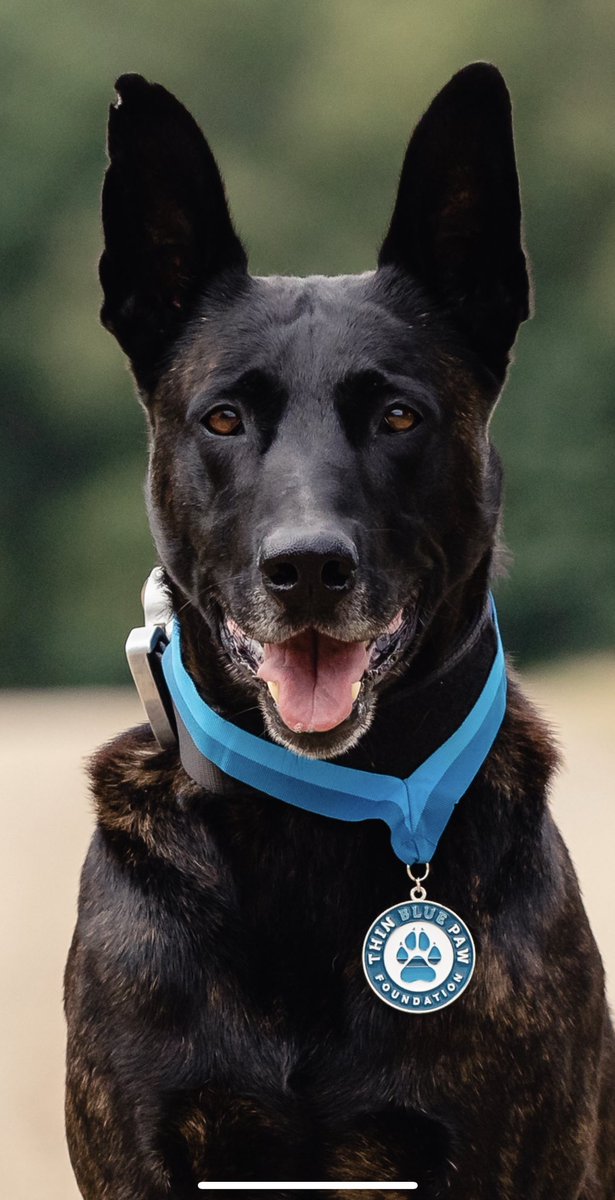 PD Bart passed his last licensing last week…he’s in his last year of working before putting his paws up 🐾 #PDBart #dutchherder