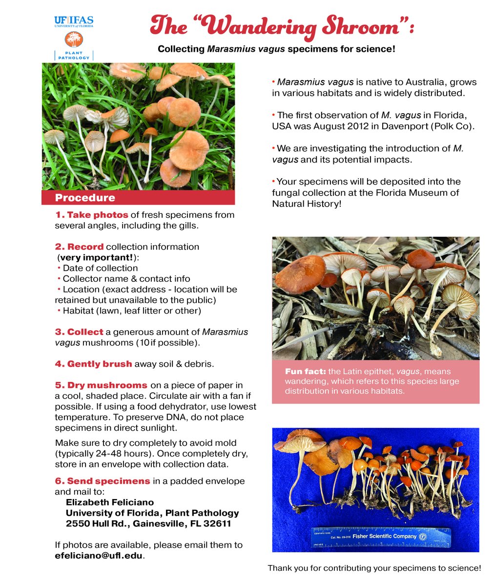TruffleSmithLAB's tweet photo. Hello Mycophiles, our lab is looking for samples of Marasmius vagus. Spread the word! https://t.co/FQ7HOlG73g