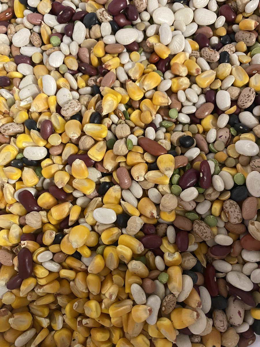 LazareScience's tweet image. It’s that time of year!!!! How do 🌱 see the 💡? Learn more: untamedscience.com/biology/plants… #jagscience #tropism #Day1 #engage #ThursdayThoughts