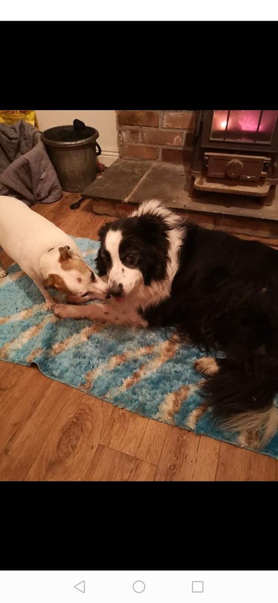 AdoptionsUk's tweet photo. URGENT, please retweet to help find STOLEN Jack Russell POLLY, taken Sept 21, #GALWAY #IRELAND 

She's 12 and need heart meds, her owner was in hospital with cancer when she was taken, please share like crazy!  💔 LARGE REWARD 💔
CONTACT👇
https://t.co/w7RrYpi3mg
#dogs #pets #UK https://t.co/4NJJLgDwXP