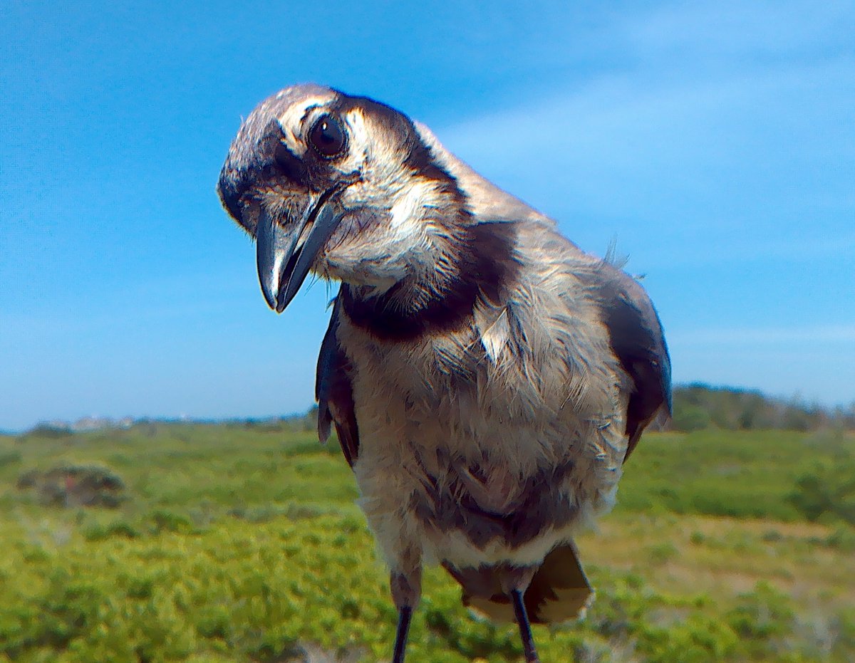 Tonight at 6pm! Our free webinar exploring birds in &amp; around #NantucketSound w/ guest speaker Seth Engelbourg of the Linda Loring Nature Foundation on Nantucket. This hour should be a hoot! Register at: tinyurl.com/SOS-Birds

#birding #birdwatching #BirdTwitter #SaveOurSound
