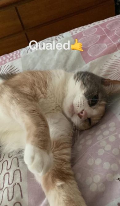 1marquinn's tweet photo. 🐈 https://t.co/DakC2d2IxL