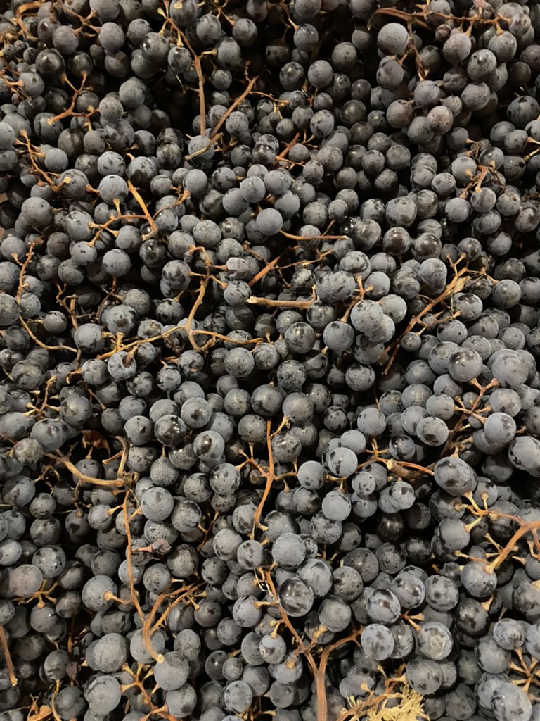 WineNewsIt's tweet photo. Griffe storica della #ValpolicellaClassica e del #vinoitaliano, con la sua “library” di grandi #vecchieannate di #Amarone, #Bertani punta con decisione anche sui #vini della #ValpolicellaValpantena, freschi, di 12 gradi, piacevoli e contemporanei negli #assaggi di WineNews https://t.co/zBqC5ev3Ov