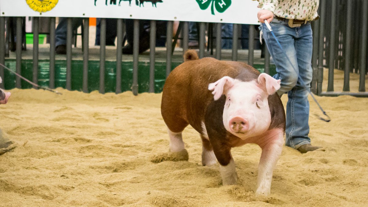 Playing a role in swine biosecurity means closely observing animals for signs of illness. Some things to monitor include:
 
🐷 Feed/water intake
🐷 Breathing/cough
🐷 Body temperature
🐷 Excretion/feces

Read more here: okla.st/3EW7gFT