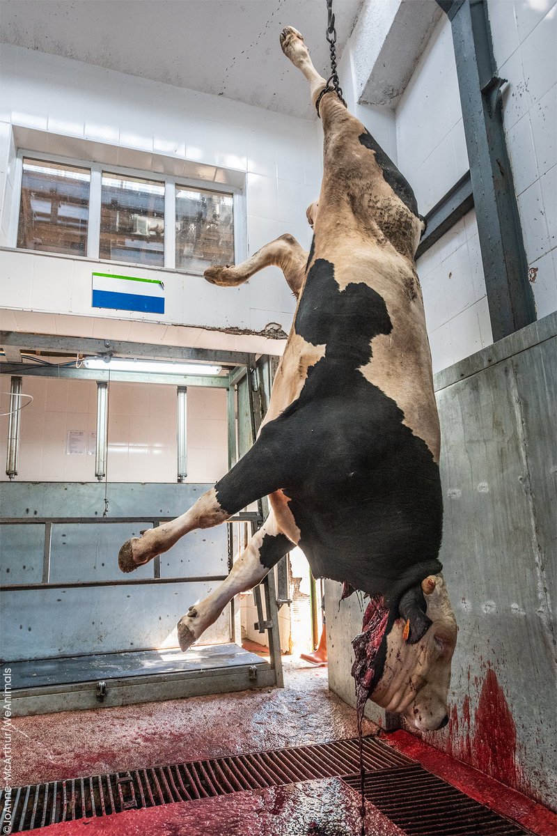 PETA tweet media