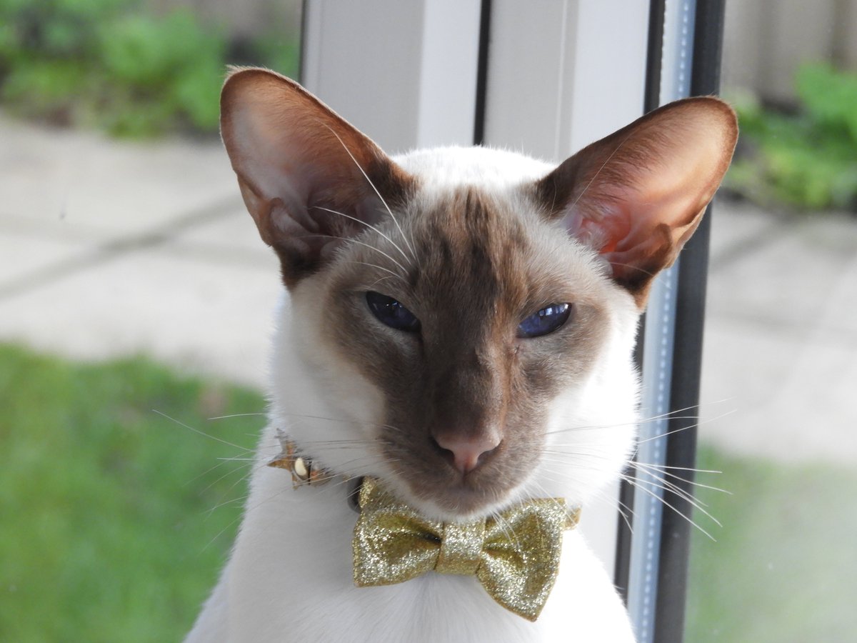 Diablo_Siamese's tweet photo. ERR!! so #Handsome I could break the #Internet #HandsomestDevil @VinnieandTheImp @jolenehunter https://t.co/fATcuSX5S3