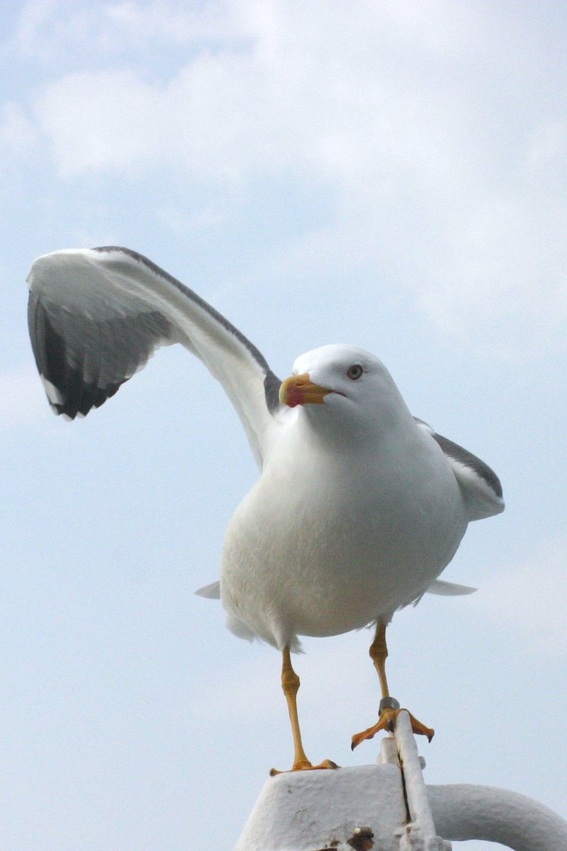 Fully funded PhD position at University College Dublin on the movement ecology and media portrayal of urban gulls. Deadline 10th October 2021. ucd.ie/bioenvsci/news…