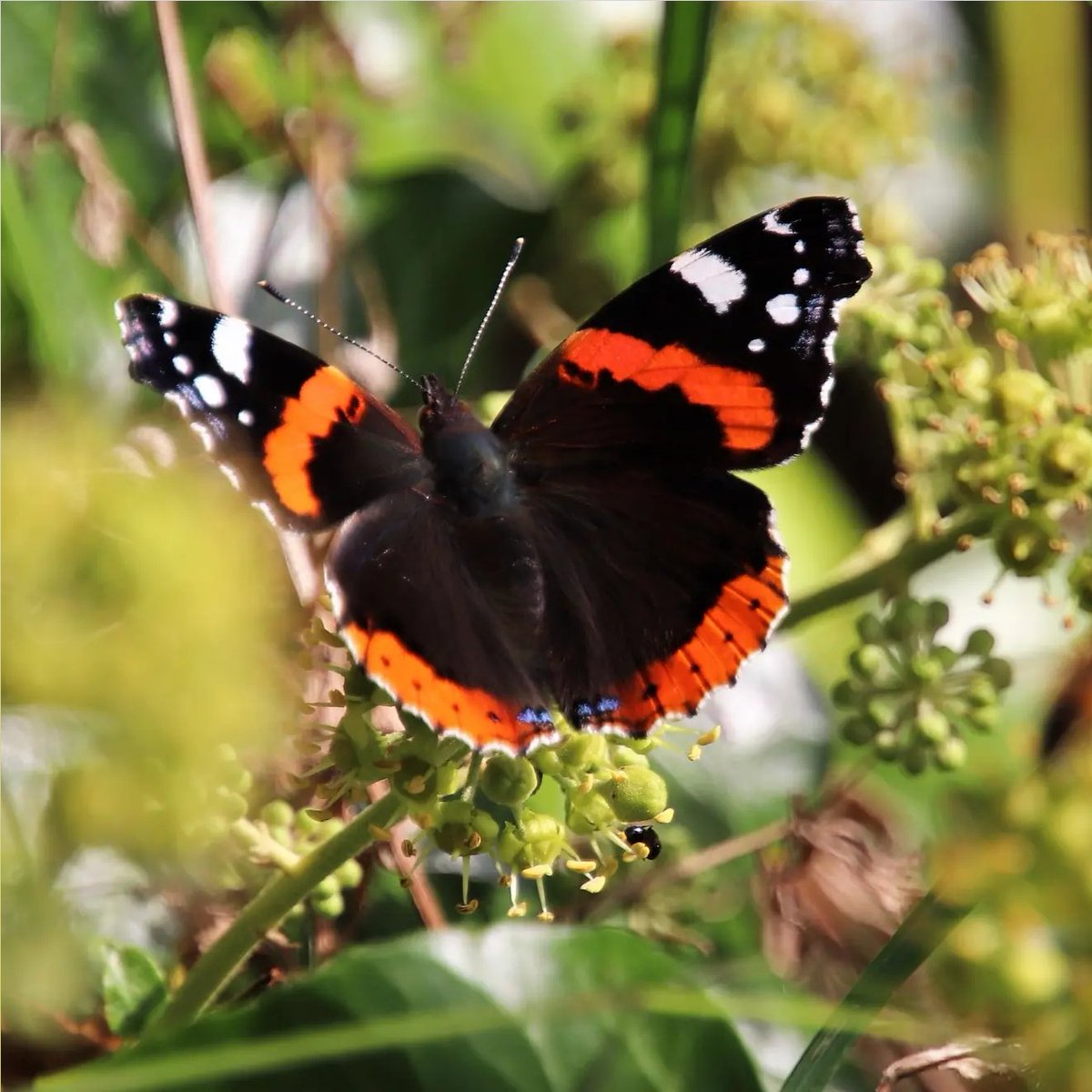 The thyroid is a butterfly shaped organ at the bottom of your neck. September is #ThyroidCancerAwarenessMonth and after the last few months I feel like I'd be remiss to not politely request... #CheckYourNeck. Find out how: verywellhealth.com/thyroid-diseas…
#thyroidcancer