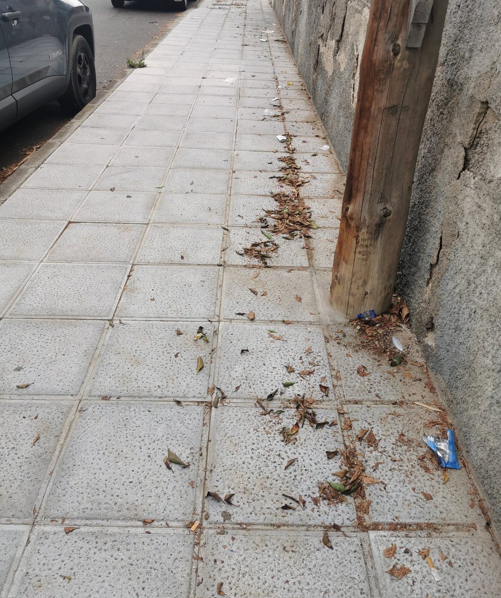 Ana09332854's tweet photo. @HidalgoAlcalde @LimpiezaLPGC @AyuntamientoLPA los vecinos de Tafira Alta estamos hartos de llamar  al Ayuntamiento para solicitar la limpieza de calles y parques y control de plagas de cucarachas desde hace semanas. ¡Ya es hora de que resuelvan el problema! https://t.co/WGp7Cp7cXH