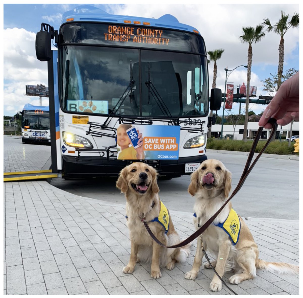 OCTAnews's tweet image. Dozens of dogs and other service/therapy animals will hop aboard #OCBus on Saturday for a special day of training from 8 am to 1 pm. Trainers and their animals will ride free on a special route from ARTIC to GardenWalk mall in @City_of_Anaheim. Info: bit.ly/3F4Sm00