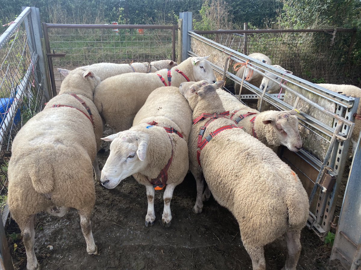 ExeValleyLamb's tweet photo. And off to a flying start. #tupping2021 #lleyn #charollaise #chartex  #sheep #farming #devon #exeter #exminster https://t.co/zZte0A8NAF