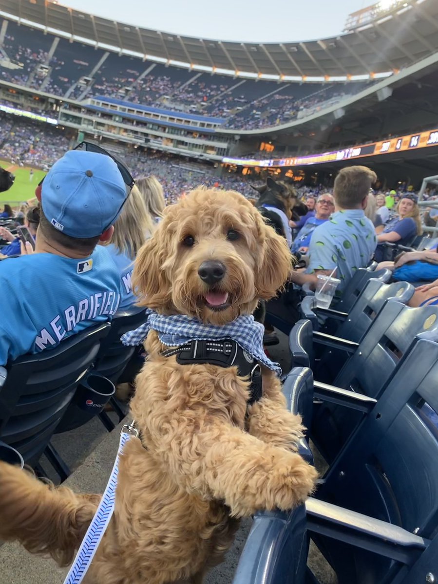 ChazDDunn's tweet photo. @Royals my dog’s name is Kauffman :) https://t.co/vlZfrCJPIM