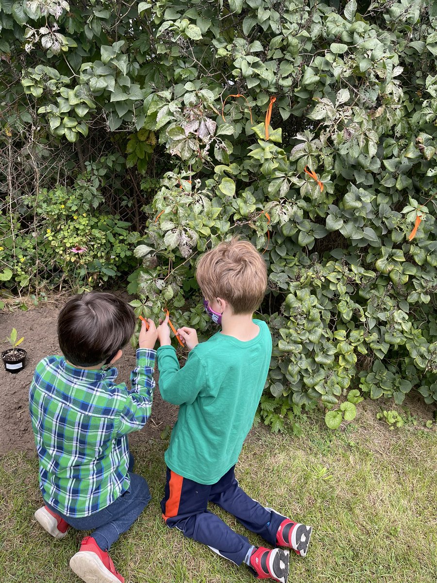 MrsNFarenick's tweet photo. We’re so proud of the work we have done for Truth &amp; Reconciliation. @OwenwoodP We planted to create a T&amp;R garden with plants that have medicinal properties. We tied orange ribbons in honour of the children that went through the residential school system. @PeelSchools https://t.co/554diMWPUV
