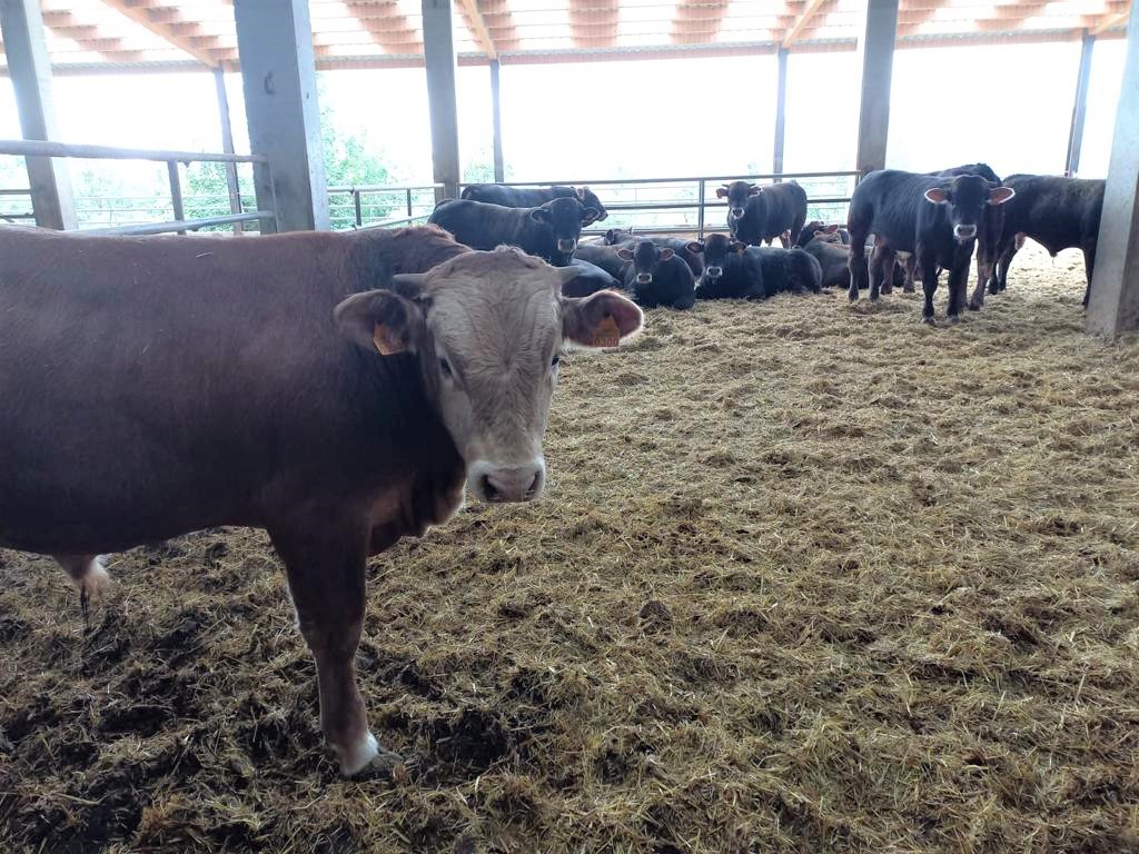 eapallars's tweet image. En el marc del curs 'Eines per a la #transformacióagroalimentària de muntanya', aquesta setmana hem visitat:

🐄La #granja de vaques de #llet Brams a Pujol (#PallarsSobirà)
🐖La granja de #porc i #vedella ecològica Casa Casat a Sarroca de Bellera (#PallarsJussà)

Seguim aprenent!