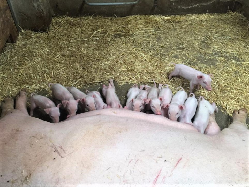 eapallars's tweet image. En el marc del curs 'Eines per a la #transformacióagroalimentària de muntanya', aquesta setmana hem visitat:

🐄La #granja de vaques de #llet Brams a Pujol (#PallarsSobirà)
🐖La granja de #porc i #vedella ecològica Casa Casat a Sarroca de Bellera (#PallarsJussà)

Seguim aprenent!