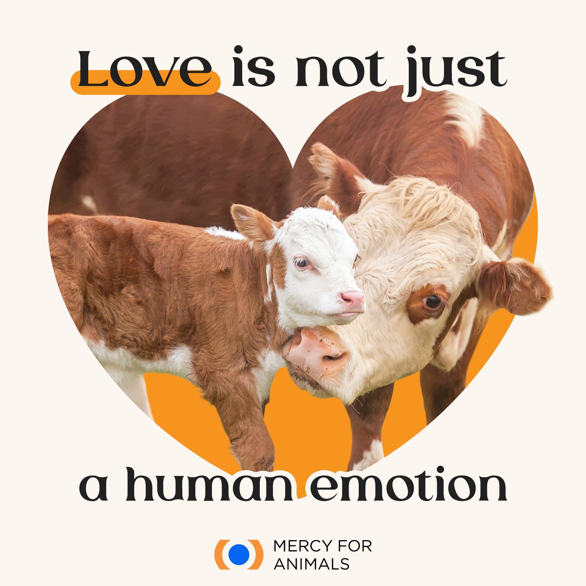 MercyForAnimals's tweet photo. Nonhuman animals can experience a wide range of feelings like love, joy, happiness, &amp; sadness — just like us! 💞 https://t.co/oYQovncRwE
