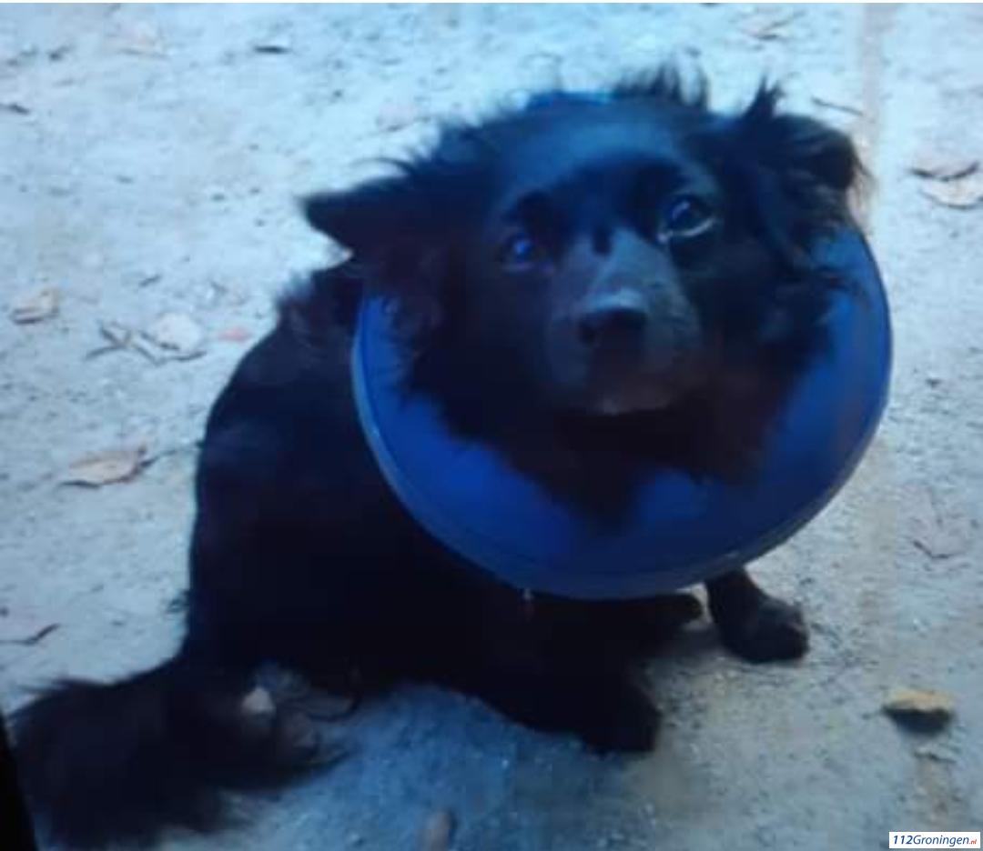 Minderjarige jongens stelen hulphondje bij supermarkt aan Kerklaan