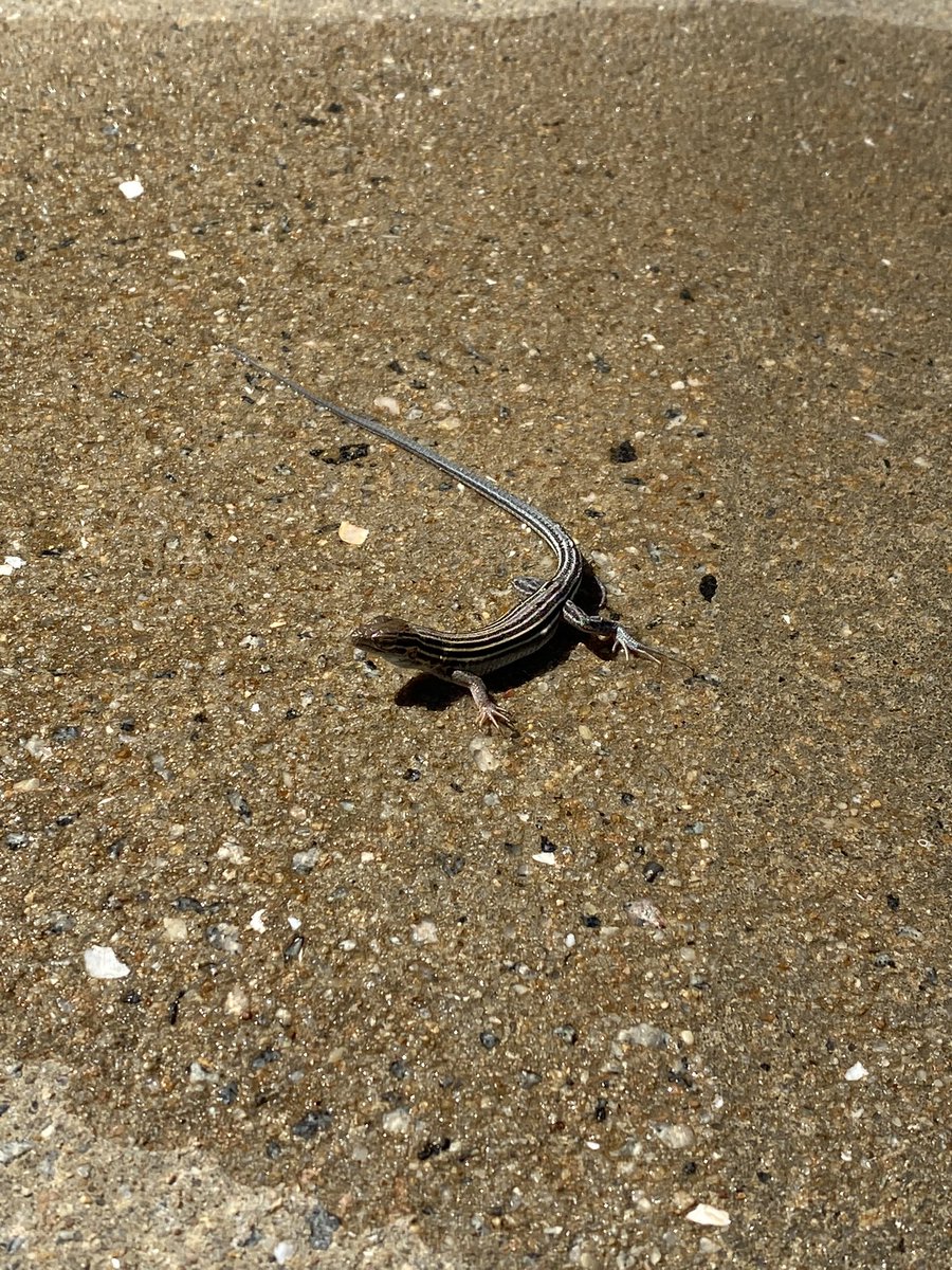 RunnerRyan11's tweet photo. Good deed for the day done, just saved this little guy from drowning the pool. #karma #lifeguard #OBX #DuckNc https://t.co/LsR0OVQVOJ