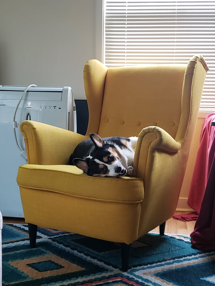 mistyfigs's tweet image. Luci is still aclimating to house life, most of her life has been in the RV. there are times though that you know she&apos;s gonna be juuuuust fine.