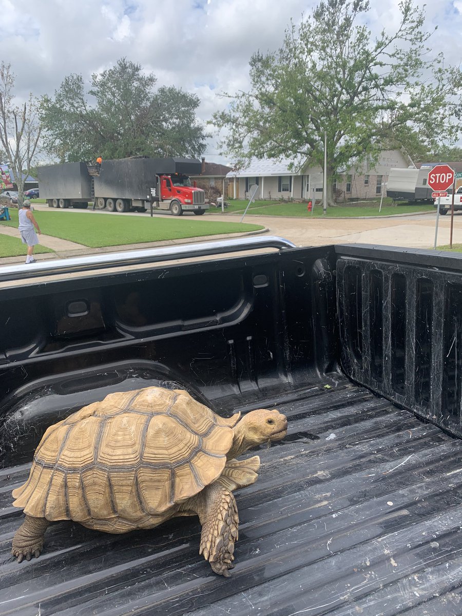 AnAgileEducator's tweet photo. Big day at our house today! Caught a large tortoise in my yard (waiting on owner to get it) and #HurricaneIda debris pickup finally getting close to us! #LifeIsInteresting #OnlyInLouisiana https://t.co/vE96SkLmnJ