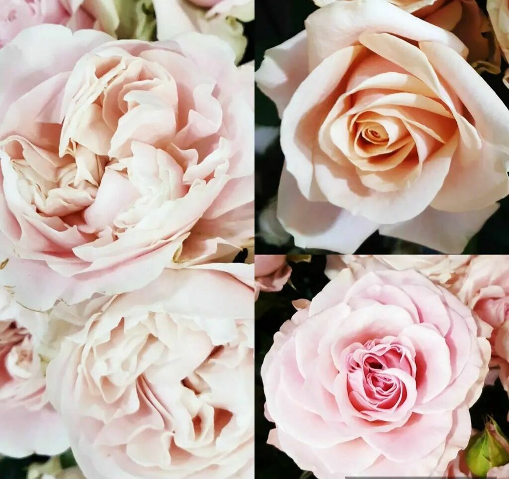 A little touch of rose heaven 
#weddingroses #roseenvy #roseheaven #roses🌹 #loveflower instagr.am/p/CUdC-v2M8za/