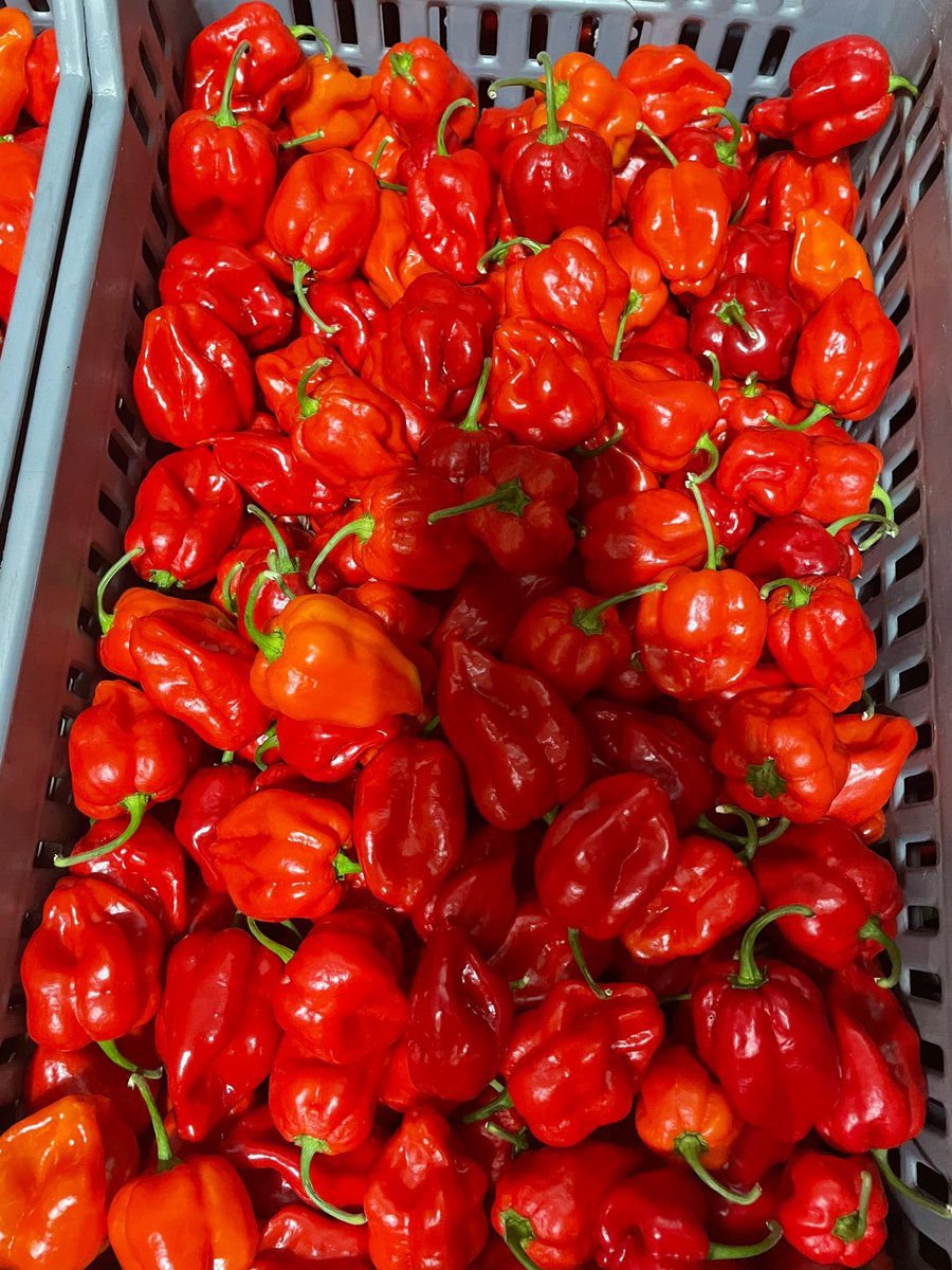 corefresh1's tweet photo. #CoreFresh is a one of strongest supplier of Chillies around #UK and #EU 

Please contact us for more details if you are interested in in Chilli orders from us… 
Sales@corefresh.co.uk

#birdeye #habanero #serenade #fresno #jalapeno #finger #cayenne #scotchbonnet #fireflame etc… https://t.co/sTSKFu98Pk