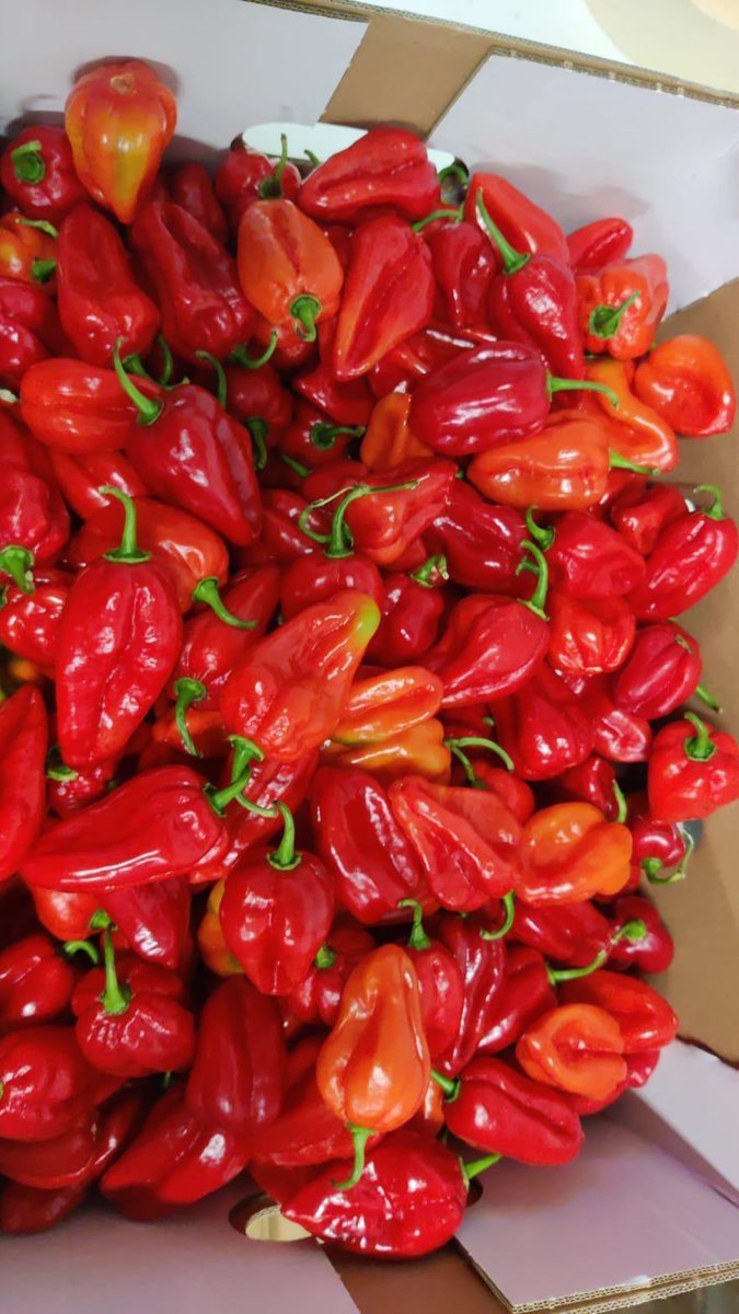 corefresh1's tweet photo. #CoreFresh is a one of strongest supplier of Chillies around #UK and #EU 

Please contact us for more details if you are interested in in Chilli orders from us… 
Sales@corefresh.co.uk

#birdeye #habanero #serenade #fresno #jalapeno #finger #cayenne #scotchbonnet #fireflame etc… https://t.co/sTSKFu98Pk