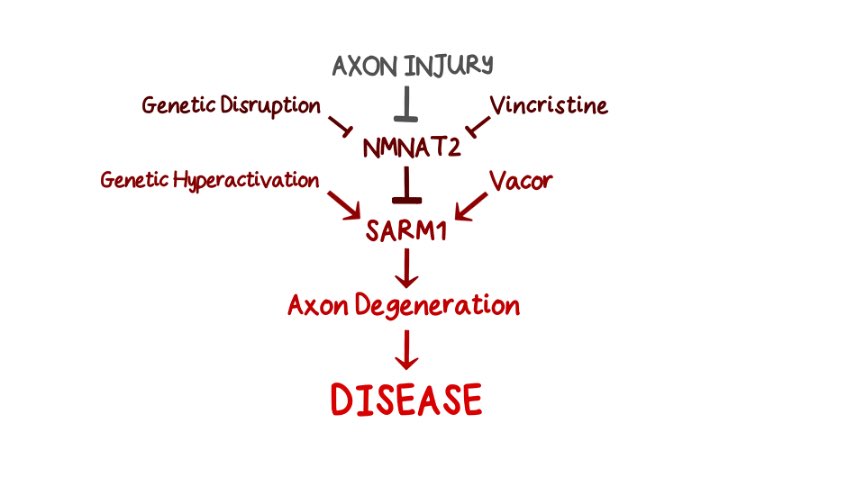 Michael Coleman (@lab_coleman) on Twitter photo New from the <a href="/Lab_Coleman/">Michael Coleman</a> blog: 5 ways to activate SARM1 and 5 ways to block it. colemanlab.brc.cam.ac.uk/blog/sarm1-act… New from the <a href="/Lab_Coleman/">Michael Coleman</a> blog: 5 ways to activate SARM1 and 5 ways to block it. colemanlab.brc.cam.ac.uk/blog/sarm1-act…