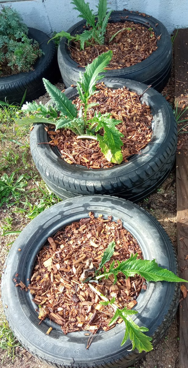EscolaOrrius's tweet photo. L'hort d'infantil comença a fer bona cara, els nens i les nenes han anat netejant i sembrant les primeres plantes. #hortescolar #escolaverda @SSTTMVO @CRP_baixmaresme https://t.co/8HUX0uyUtQ