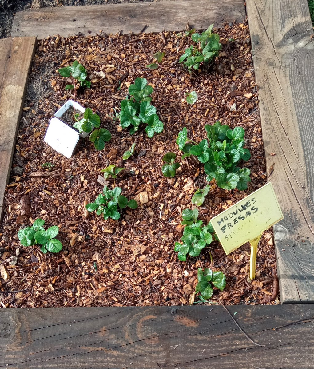 EscolaOrrius's tweet photo. L'hort d'infantil comença a fer bona cara, els nens i les nenes han anat netejant i sembrant les primeres plantes. #hortescolar #escolaverda @SSTTMVO @CRP_baixmaresme https://t.co/8HUX0uyUtQ